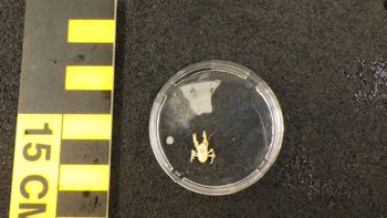 Media type: image; Invertebrate Zoology 153333   Description: live specimen;